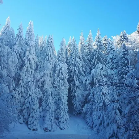 Veche Trei Brazi *